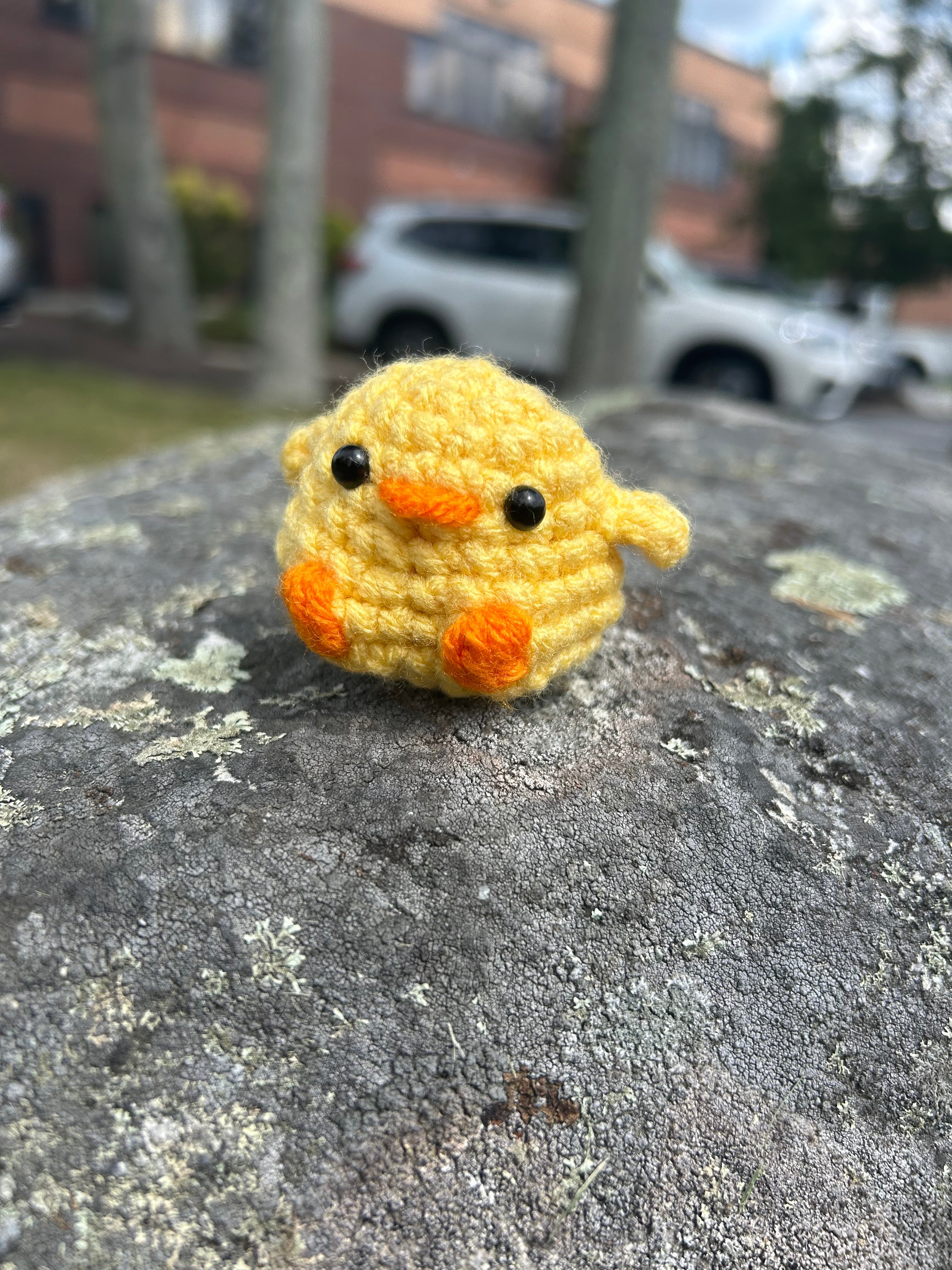 Little pocket duck